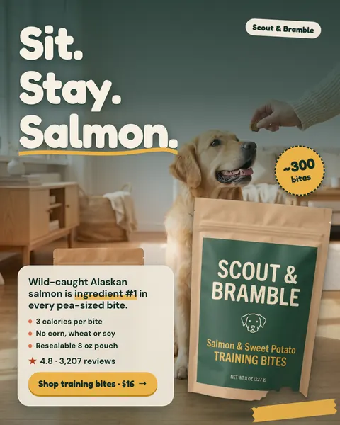 Muted green-gray Scout & Bramble ad: 'Sit. Stay. Salmon.' beside a golden retriever looking up at a hand holding a treat, with a kraft Salmon & Sweet Potato Training Bites pouch, a '~300 bites' badge, 4.8 from 3,207 reviews and a 'Shop training bites · $16' button. The 4:5 version.